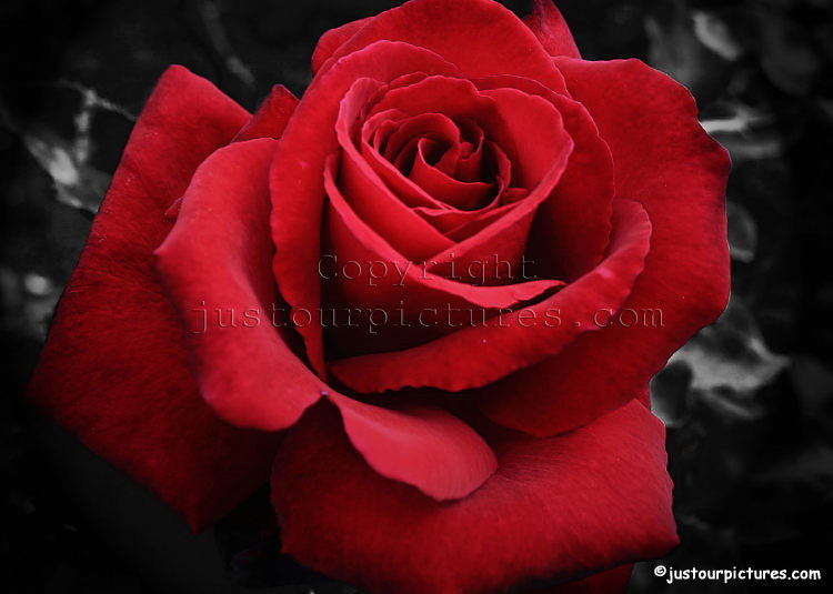 red rose 1